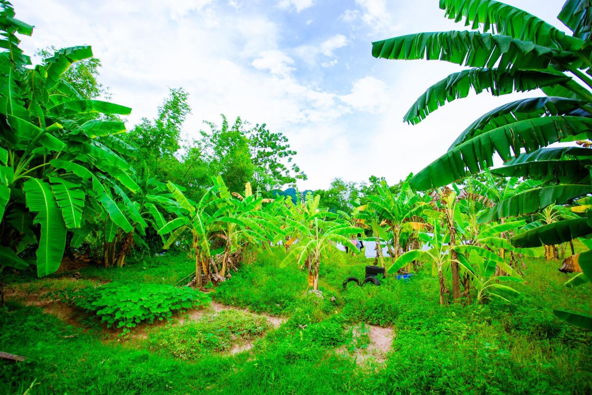 Phong Nha A Little Leaf Homestay المظهر الخارجي الصورة